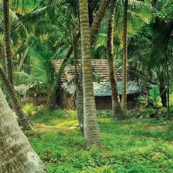 Valiyaparamba Backwaters-4